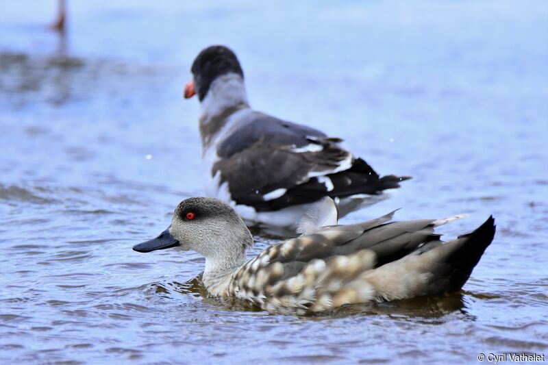 Crested Duck, identification, aspect, pigmentation, swimming