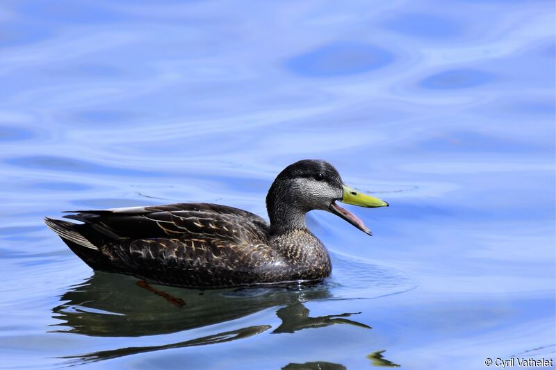 American Black Duck, identification, aspect, swimming
