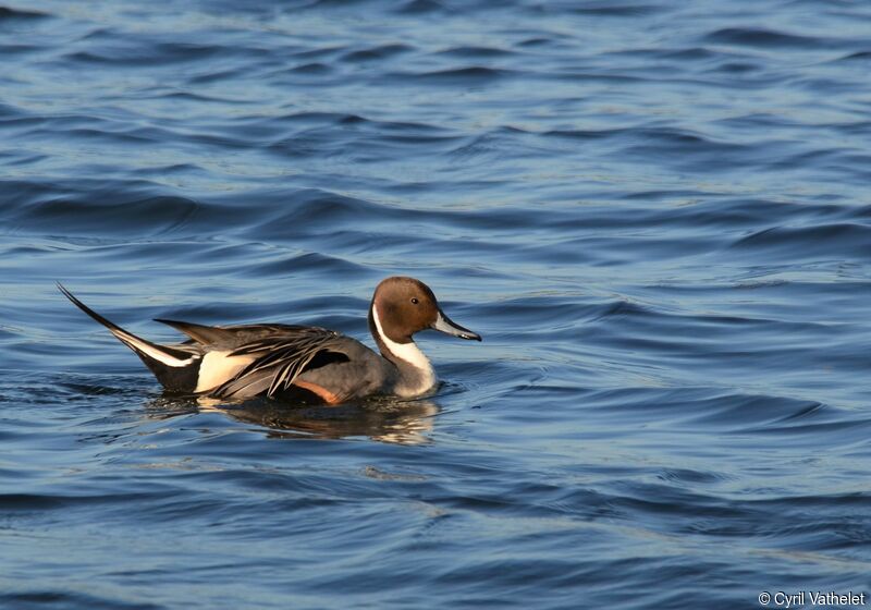 Northern Pintail male adult breeding, identification, aspect, swimming