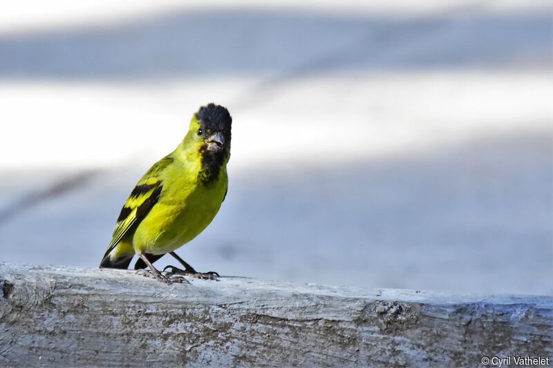 Black-chinned Siskin male adult breeding, identification, aspect, pigmentation, courting display