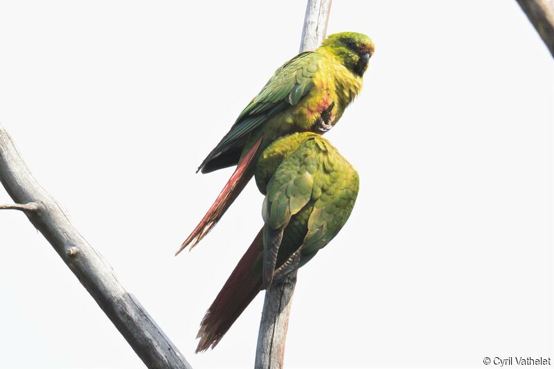 Austral Parakeet, care, aspect, pigmentation