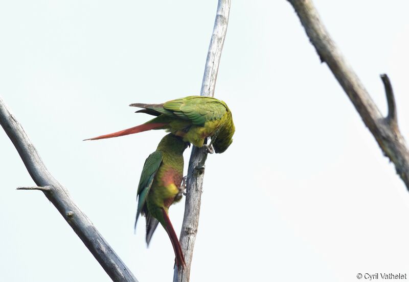 Austral Parakeet, aspect, pigmentation