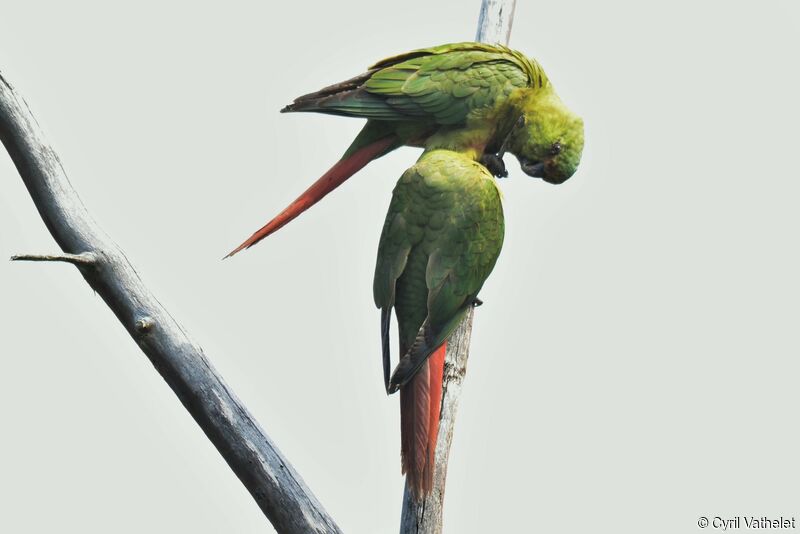 Austral Parakeet, aspect