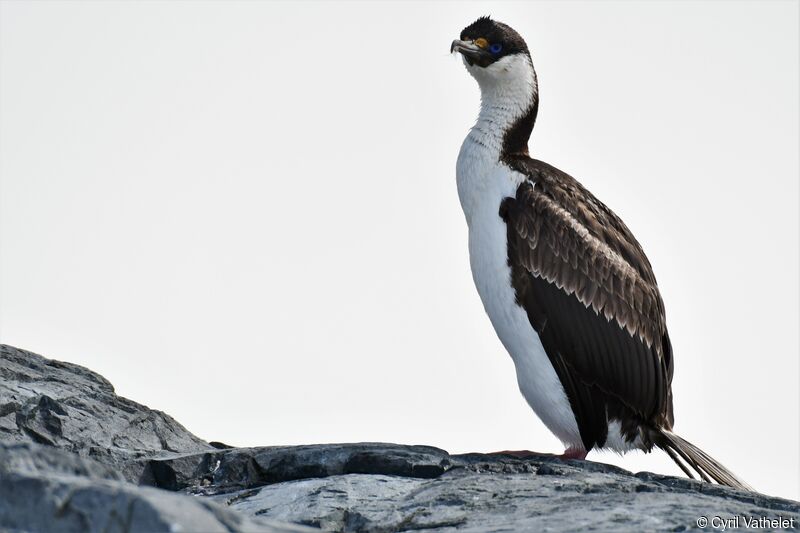 Cormoran antarctiqueadulte, identification, composition