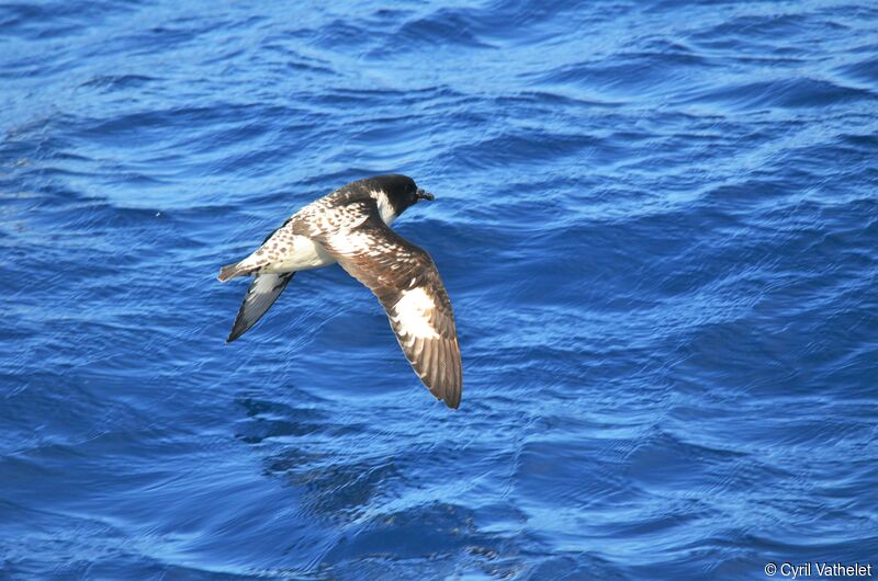Cape Petrel, identification, aspect, pigmentation, Flight