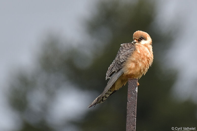 Red-footed Falcon female adult, identification, aspect, pigmentation