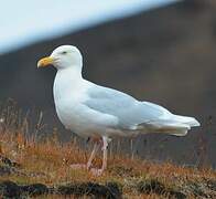 Glaucous Gull