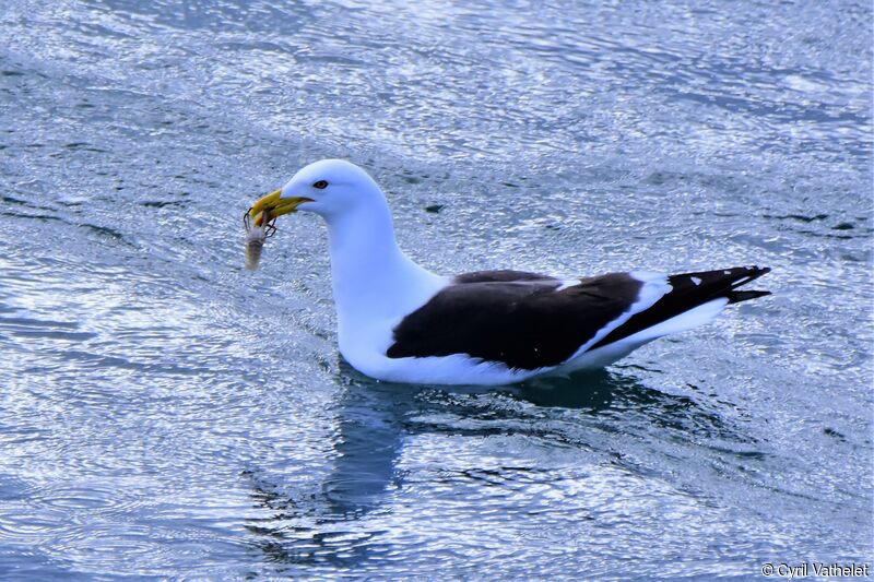 Kelp Gulladult breeding, identification, aspect, swimming, eats