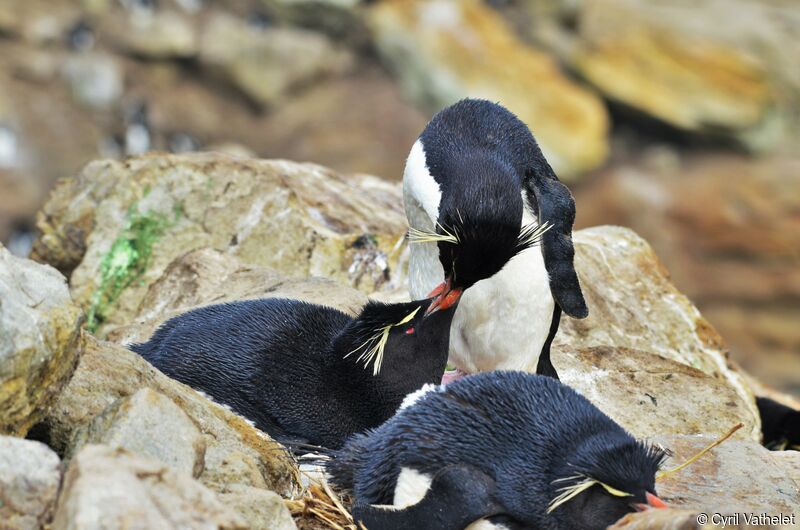 Southern Rockhopper Penguinadult, habitat, aspect, pigmentation, Reproduction-nesting