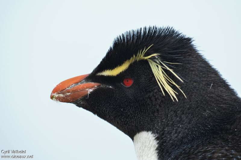 Southern Rockhopper Penguinadult breeding, close-up portrait