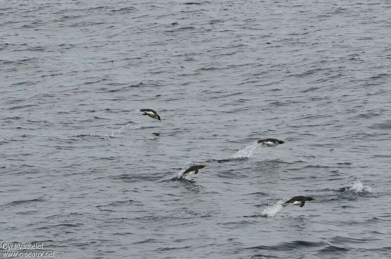 Southern Rockhopper Penguin, habitat, swimming
