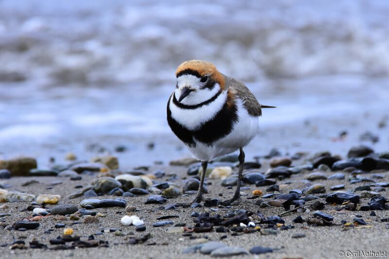 Two-banded Plover, identification, aspect