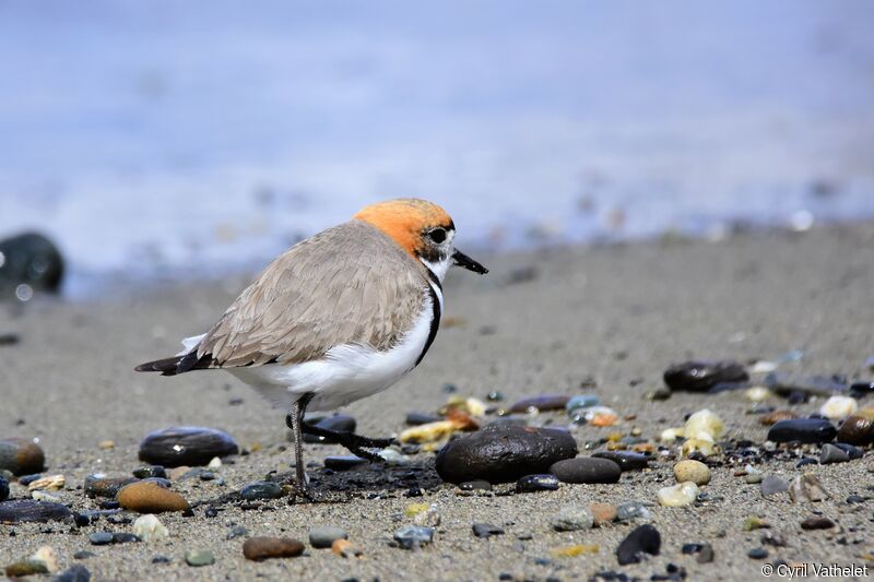 Two-banded Plover, identification, aspect, pigmentation, walking