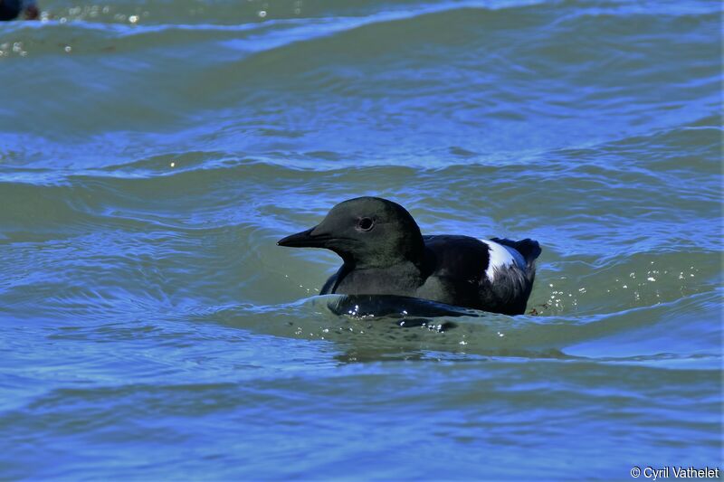 Black Guillemot, identification, swimming