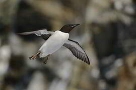 Thick-billed Murre