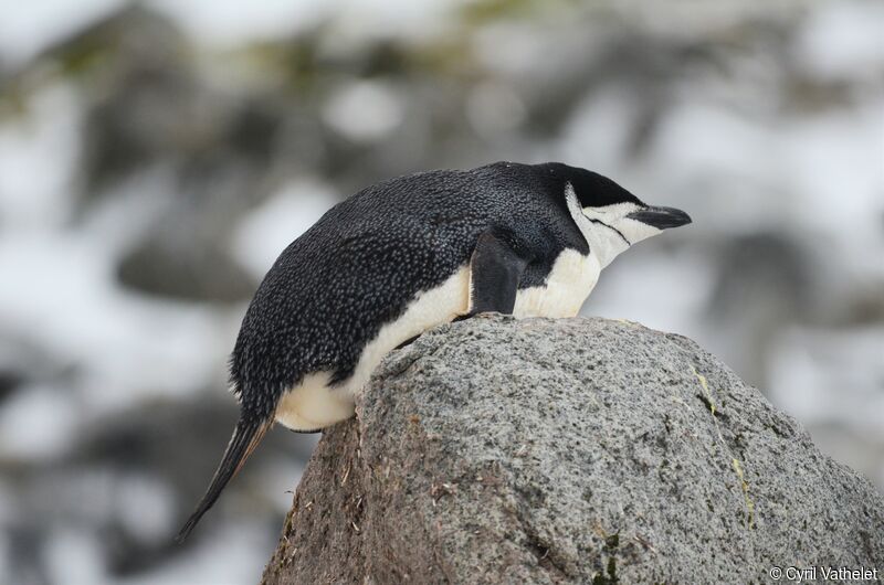 Chinstrap Penguinadult, identification
