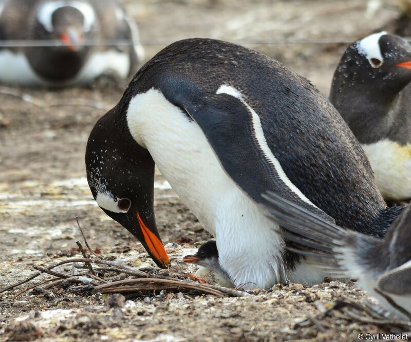Gentoo Penguinadult, identification, habitat, aspect, pigmentation, Reproduction-nesting, Behaviour