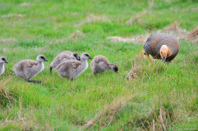 Upland Goose, identification, habitat, aspect, walking, eats
