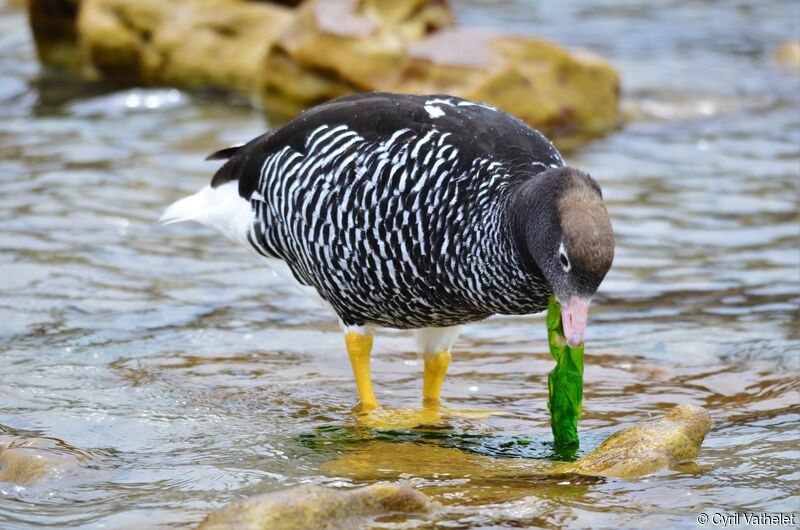 Kelp Goose female adult, identification, habitat, aspect, pigmentation, feeding habits, eats