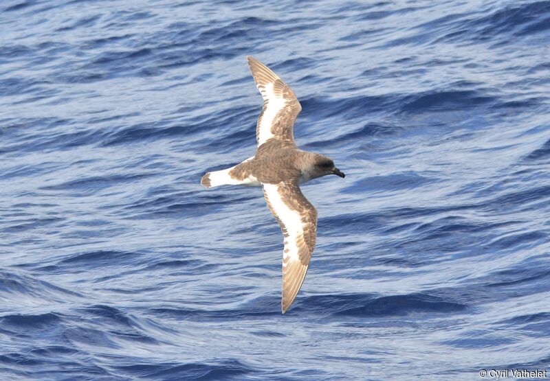 Antarctic Petreladult, identification, aspect, pigmentation, Flight