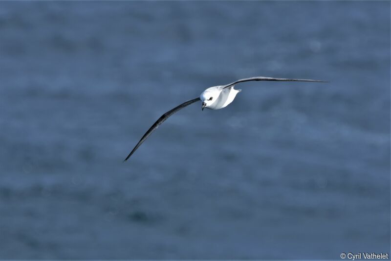 White-headed Petrel, Flight