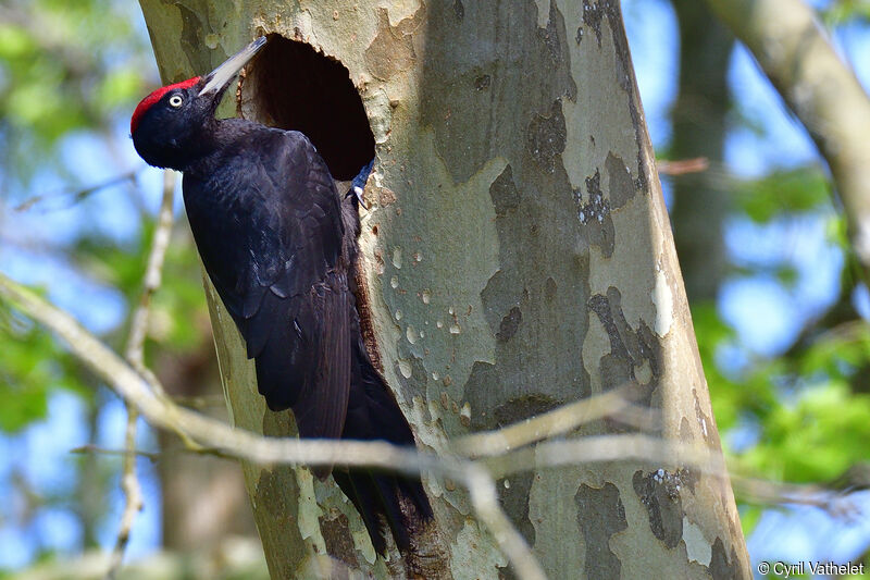 Black Woodpecker male adult breeding, identification, aspect, Reproduction-nesting