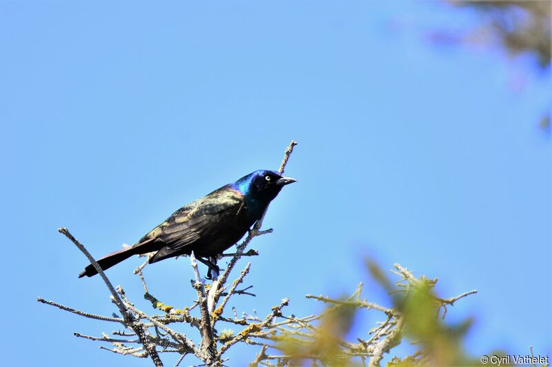 Common Grackle male adult, identification