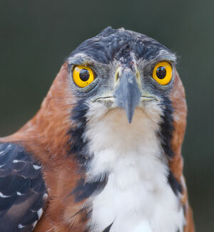 Aigle orné