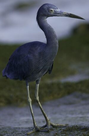 Aigrette bleue
