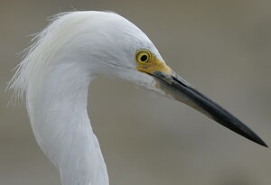 Aigrette neigeuse