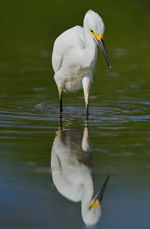 Aigrette neigeuse