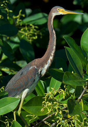 Aigrette tricolore