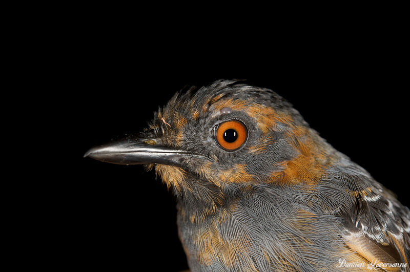 Black-headed Antbird male