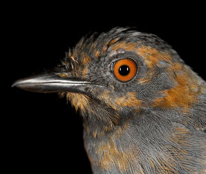 Black-headed Antbird