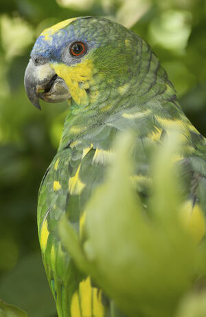 Orange-winged Amazon