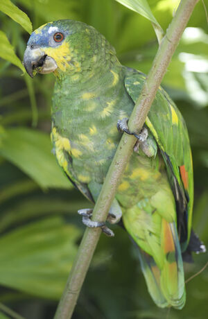 Orange-winged Amazon