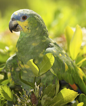 Orange-winged Amazon