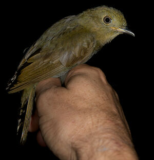 Thrush-like Schiffornis