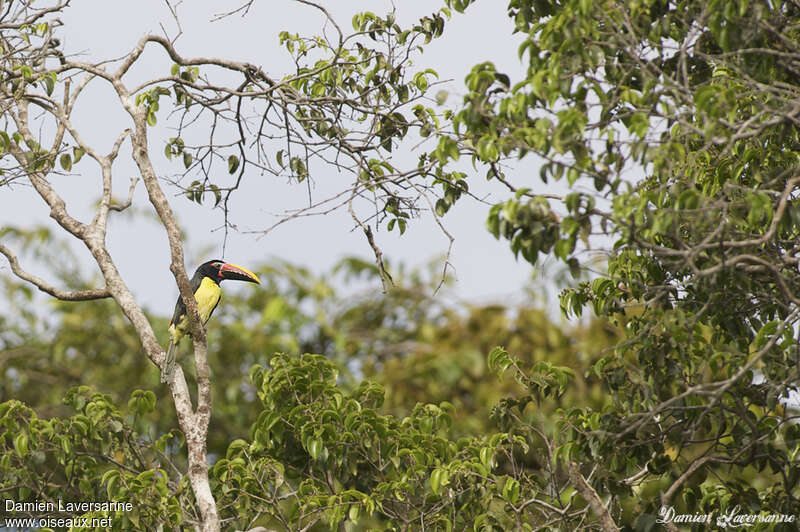 Green Aracari male adult, habitat