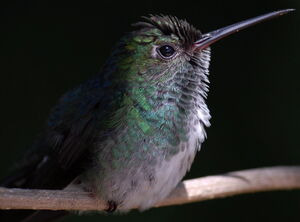Glittering-throated Emerald