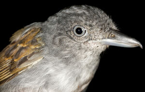 Mouse-colored Antshrike