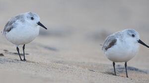 Sanderling