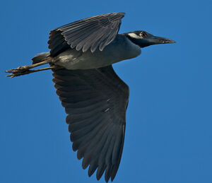 Yellow-crowned Night Heron