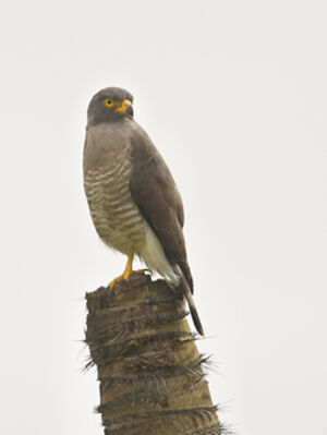 Roadside Hawk