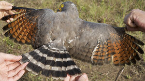 Roadside Hawk