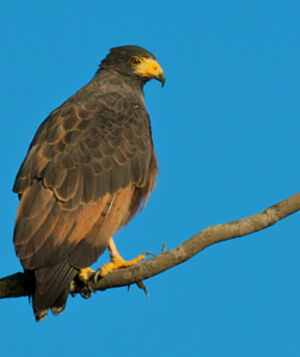 Rufous Crab Hawk