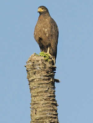 Rufous Crab Hawk