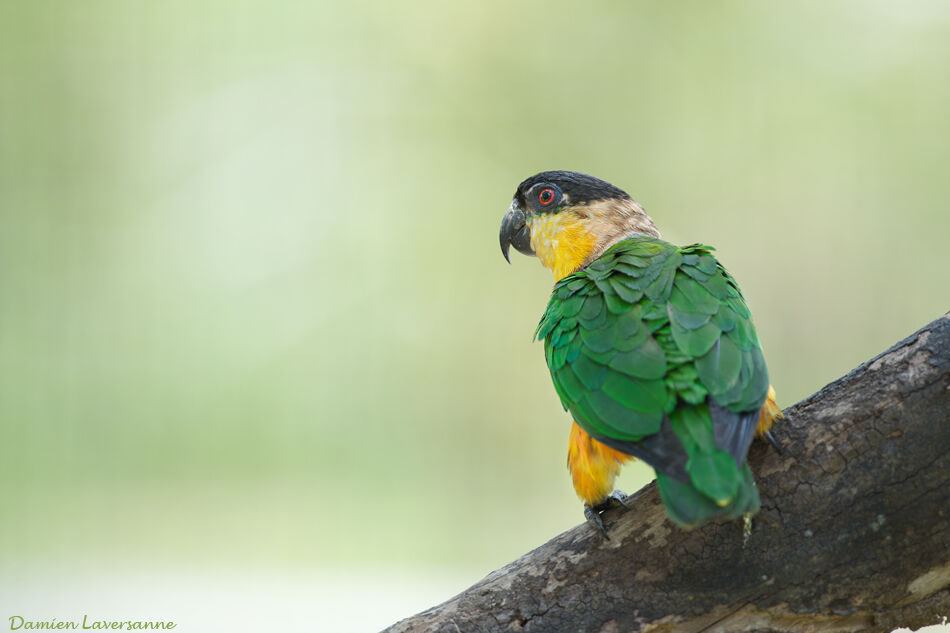 Black-headed Parrot, identification