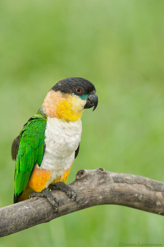 Black-headed Parrot, identification