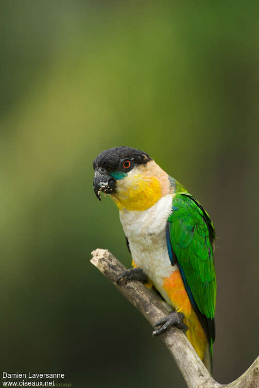 Black-headed Parrot, identification